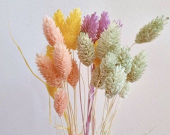 Dried pastel Phalaris grass, dried Phalaris bunch, dried flower decoration, flower arrangement