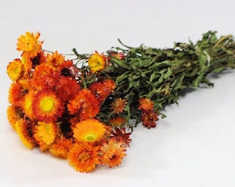 Straw flower, Helichrysum bouquet, dry Straw Helichrysum flower for decoration, dried strawflower, fragrances flower, flower centerpieces