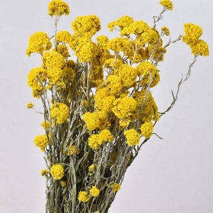 Getrockneter gelber Sandlfordii, Blumenzubehör, gelbe Miniblumen