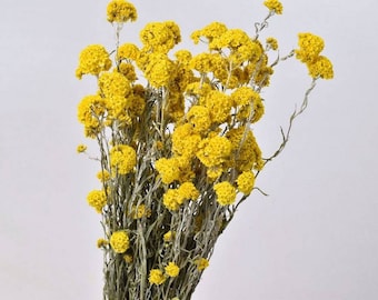 Dried yellow sandlfordii, flowers Supplies, yellow mini flowers