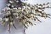 10 dried fluffy Pussywillow, dried natural pussywillow, spring flowers, easter decoration, dried catkins stems, flower arrangements, 