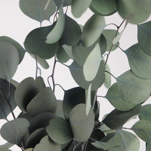 Konservierter Eukalyptus populus, Silver Dollar Eucalyptus grünes Eukalyptusblatt konserviertes Eukalyptusblatt zum Basteln Eukalyptusblätter Bild 2