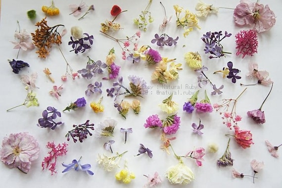 Dried mini flower for resin jewelry dried mini flowers resin flower supply flower for glass orb-glass vial filter