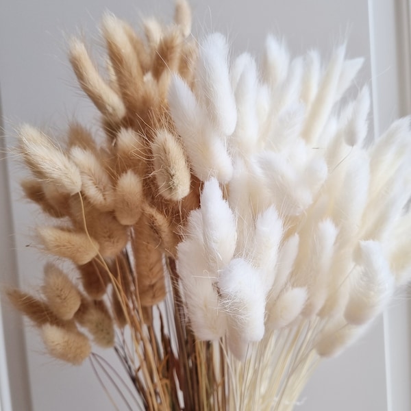 Dried lagurus in natural brown and white, dry grass arrangements, 10/50/100 Stems