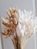 Dried lagurus in natural brown and white, dry grass arrangements, 10/50/100 St. 