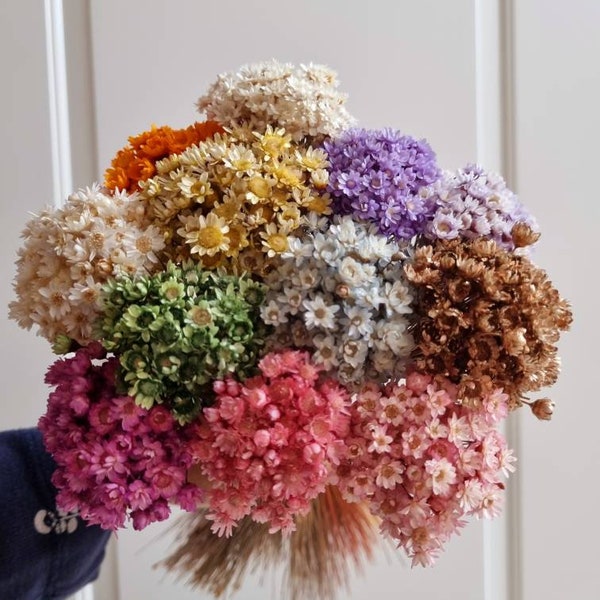 GLIXIA | Mini daisy, Dried mini glixia flowers, dry star flower in natural color, mini star flowers for vase arrangements