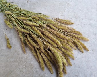 Dried XL bunch of millet, natural green grass, dried millet bunch,a bunch of dried Setaria, foxtail, flower arrangement