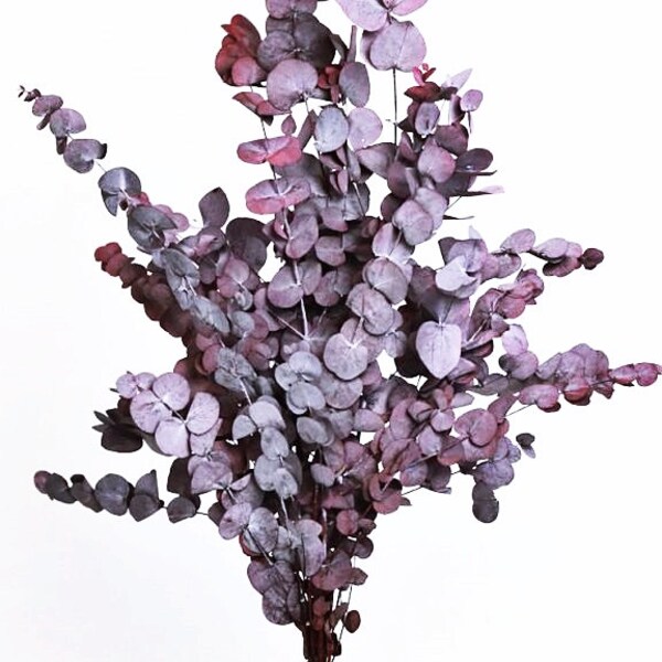XL Dried Eucalyptus leaves | purple Eucalyptus leaf |  preserved Eucalyptus leaf for craft | bouquet of Eucalyptus leaves