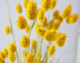 Dried Phalaris grass in yellow, dried grass bunch, dried flower decoration, flower arrangement