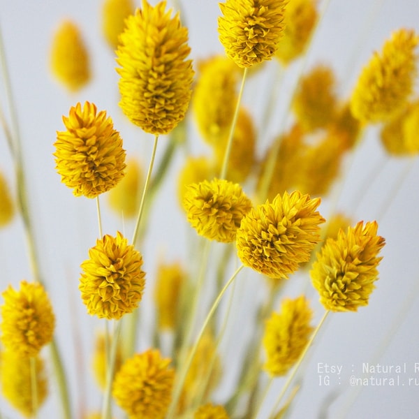 Dried Phalaris grass in yellow, dried grass bunch, dried flower decoration, flower arrangement