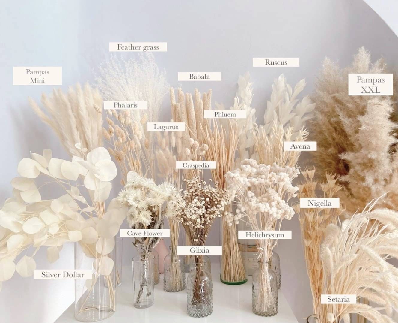 Dry Flower Bouquets, White and Cream Tones, Pampas, Lagurus