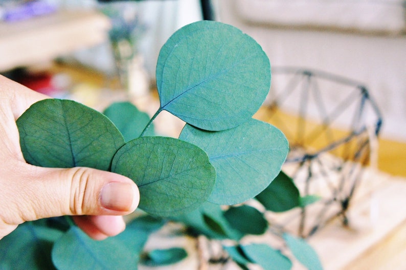 Preserved eukalyptus populus, Silver Dollar Eucalyptus green Eucalyptus leaf preserved Eucalyptus leaf for craft Eucalyptus leaves image 6