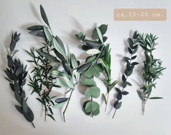 Grüne Packung, 7-10 x PCS Konserviertes Blatt, Eukalyptus | grüner Eukalyptus | olive, trockenes Blatt für DIY-Projekte