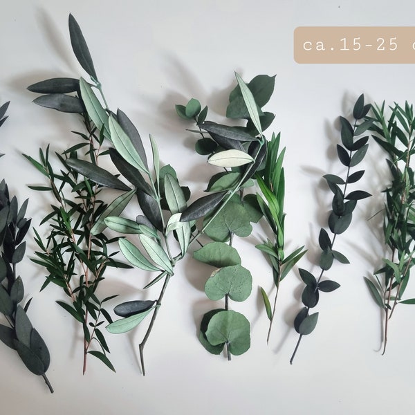 Greenery pack, 7-10 x PCS Preserved leaf, Eucalyptus  | green Eucalyptus | olive, dry leaf for DIY projects