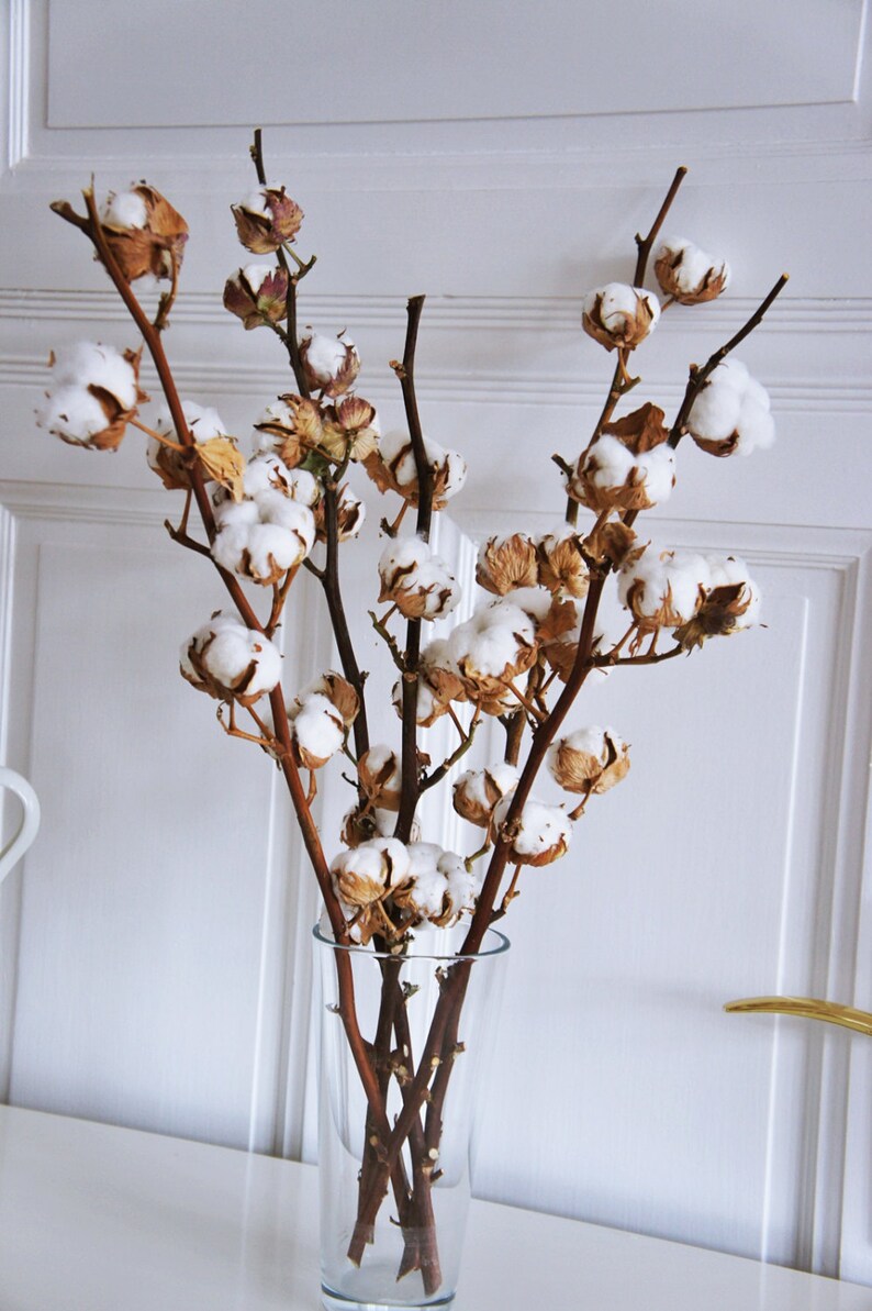2 X Organic dried cotton stems 2 Cotton branches Cotton Etsy