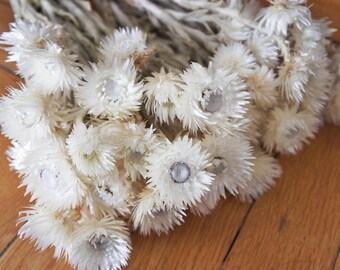 Everlasting Flowers | Helichrysum | Dried Flowers | Helichrysum Cape Snow