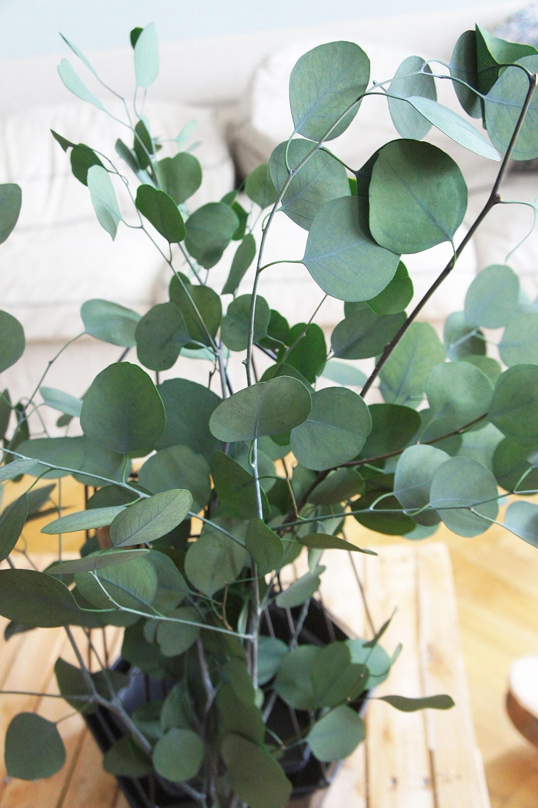 Eukalyptus Populus Préservé, Eucalyptus Dollar Argenté | Feuille d'eucalyptus Vert Conservée Pour L'