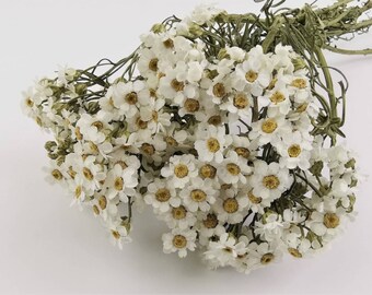 IXODIA | Getrocknete weiße Ixodia-Blüte, weiße Mini-Blüten, langlebige Liebesblume, Mini Ixodia