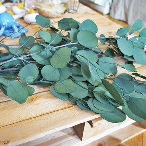 Preserved eukalyptus populus, Silver Dollar Eucalyptus green Eucalyptus leaf preserved Eucalyptus leaf for craft Eucalyptus leaves image 7