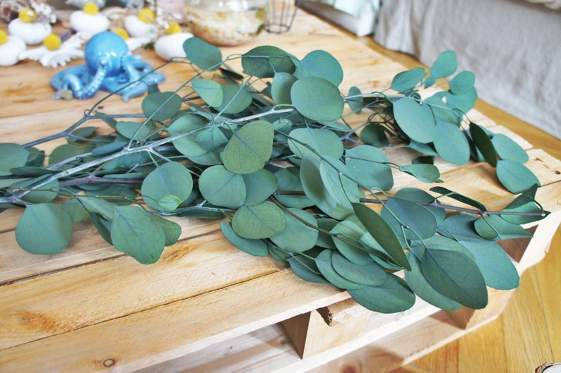 Preserved eukalyptus populus, Silver Dollar Eucalyptus green Eucalyptus leaf preserved Eucalyptus leaf for craft Eucalyptus leaves image 7