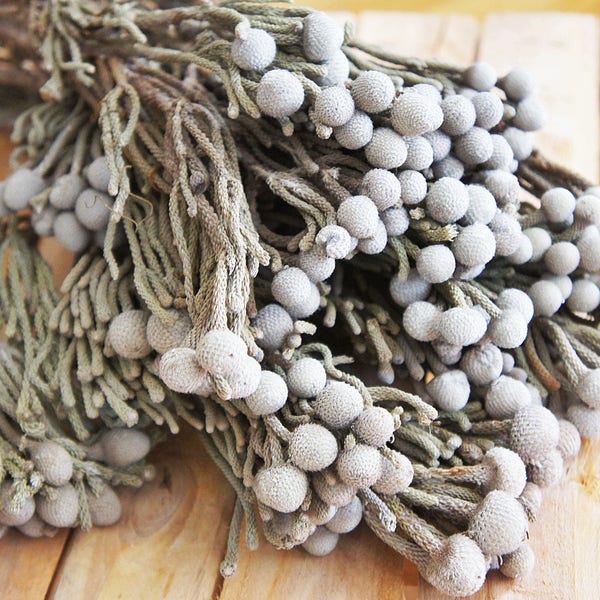 10 Tiges Bruna séchée naturelle, bruna argenté, fleurs gris argenté, fleurs grises, fleur de bouquet de mariage, arrangement de fleur