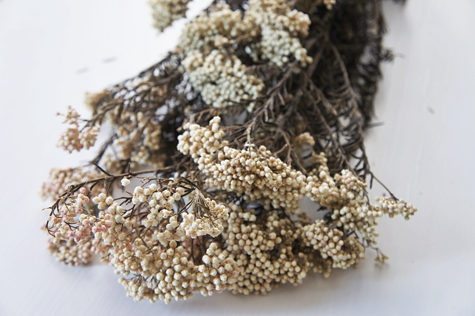 White preserved rice flower fragrance flower pink rice Etsy