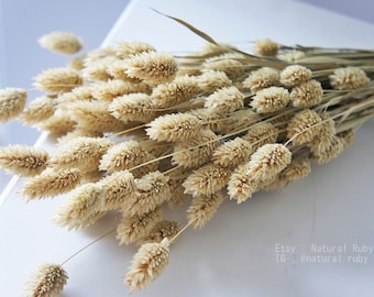 Dried Phalaris grass in natural colour, dried grass bunch, dried flower decoration, flower arrangement