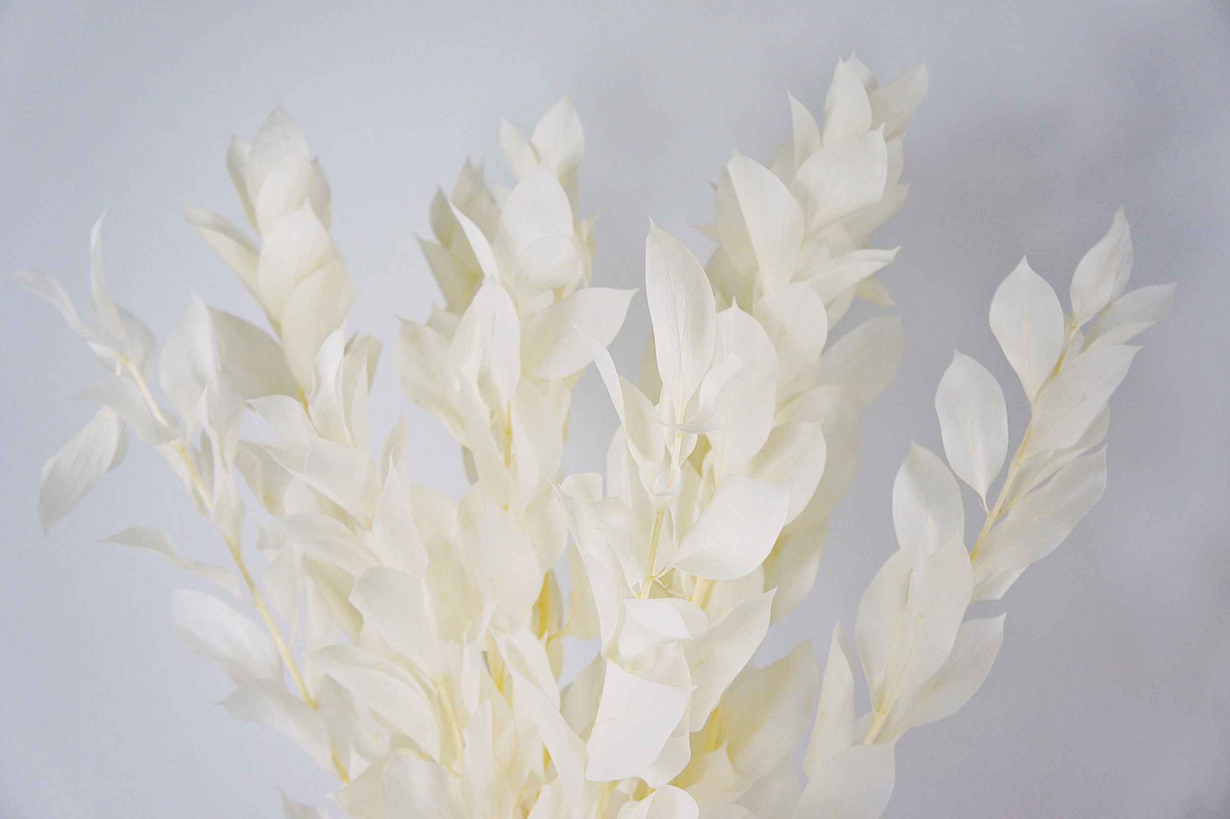 High Density Preserved Flower Used Not Easy To Slag White Dry