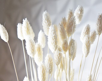 dried white/cream/beige Phalaris grass, white bleached dried phalaris grass, dried grass, dried flowers, wedding decor