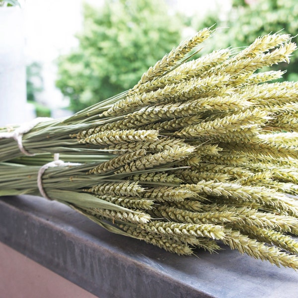 Getrocknetes Weizengesteck | Bündel Bio-Getrockneter Weizen, natürliche getrocknete Pflanze | natürliche getrocknete Pflanze Hochzeit Dekor | Weizenbouquet