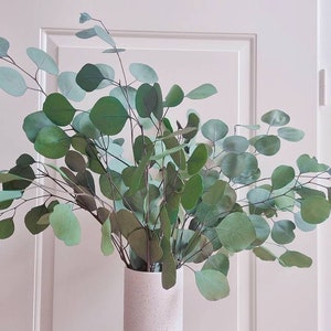 Preserved eukalyptus populus, Silver Dollar Eucalyptus green Eucalyptus leaf preserved Eucalyptus leaf for craft Eucalyptus leaves image 5