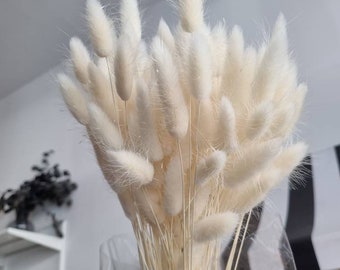 XL Bunch 120-160 stems + White-Cream  lagurus, Dried white bleached lagurus, bunny tail grass, dry lagurus grass