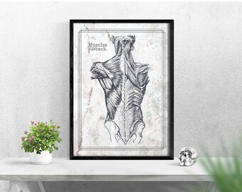 Custom Vintage Style Anatomy Medical Posters By Chartsmartdecor