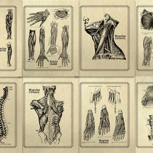 Print At Home Set of Eight 8x10 Old Book Page Grays Anatomy Chart Set of 8 Vintage Medical Poster Antique Massage Gym Office