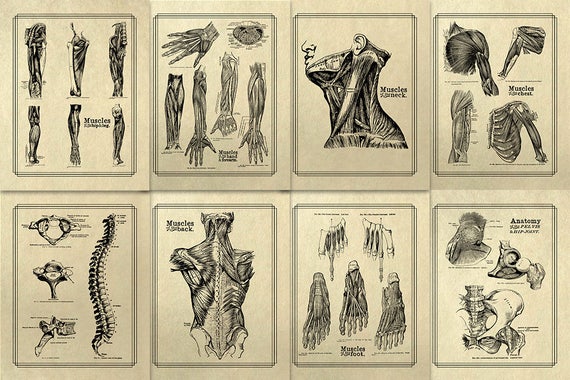 Gray's Anatomy Poster Set: Vintage Medical Art Prints (Digital Download)