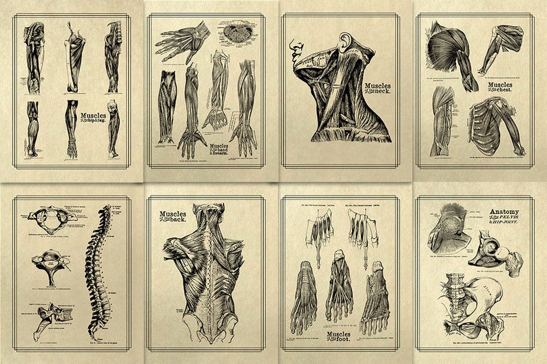 May include: A set of eight vintage anatomical illustrations depicting the muscles of the human body. The illustrations are in black and white and show the muscles of the arms, legs, neck, back, and foot. Each illustration is labelled with the name of the muscle group.