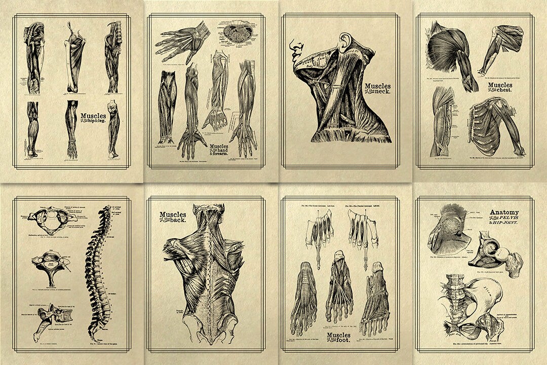 Print At Home Set of Eight 8x10 Old Book Page Grays Anatomy Chart Set of 8 Vintage Medical Poster Antique Massage Gym Office