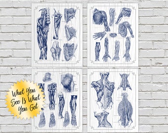 Anatomy Gift Set of 4 Navy Whitewash Massage Office Decor Chiropractic Physical Therapy
