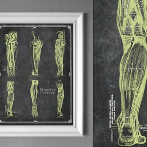 Leg Anatomy Muscle Poster Wall Decor Chart Guide Reference Massage Therapy Office Gym Art 8x10 11x14 16x20 18x24 24x36