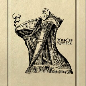 May include: A vintage anatomical illustration of the muscles of the neck. The image shows a detailed drawing of the muscles, tendons, and bones of the neck, with labels identifying each part.