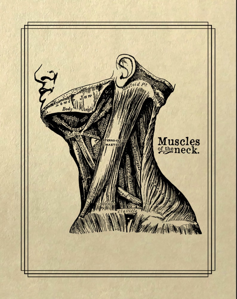 May include: A vintage anatomical illustration of the muscles of the neck. The image shows a detailed drawing of the muscles, tendons, and bones of the neck, with labels identifying each part.