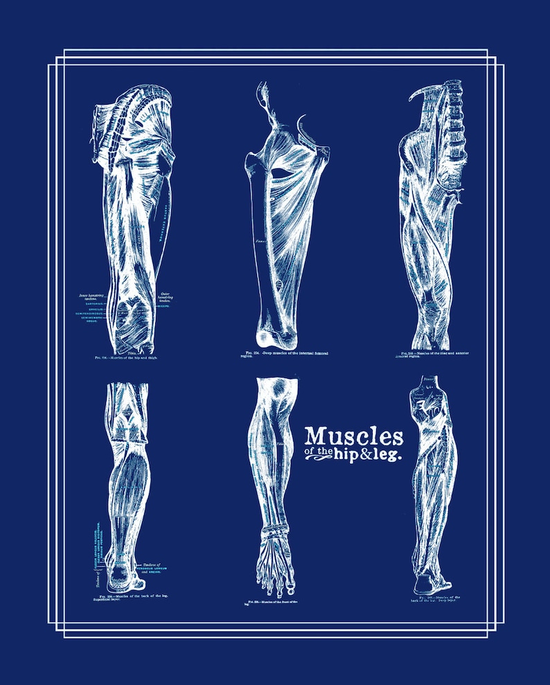 Physical Therapist Gift Set of 8 Anatomy Posters White on Navy Etsy