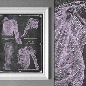 Chest Shoulder Anatomy in Lavender on Blackboard // Massage Therapists // Physical Therapy // Chiropractic Art // Greys Anatomy