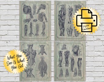 Print at Home Set of 4 Green and Grey's Anatomy 8x10 Massage Office Art Chiropractic Gift