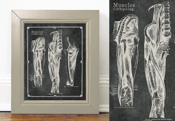 Upper Leg Anatomy Chart