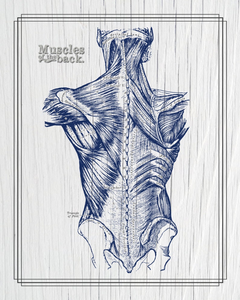 Back Muscles Blue Back Muscles Anatomy Art Print: Navy Whitewash Texture (digital ...