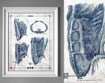 Print at Home Grays Anatomy Abdominal Muscle Abs Navy Textured Mini Artwork Card Chart Guide Massage Physical Therapy Treatment Room 4x6 5x7