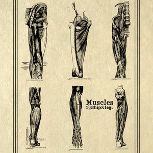 May include: Vintage anatomical illustration of the muscles of the hip and leg. The image shows five detailed drawings of the muscles in black and white.