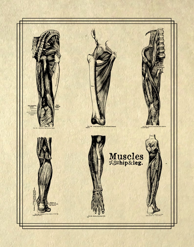 May include: Vintage anatomical illustration of the muscles of the hip and leg. The image shows five detailed drawings of the muscles in black and white.