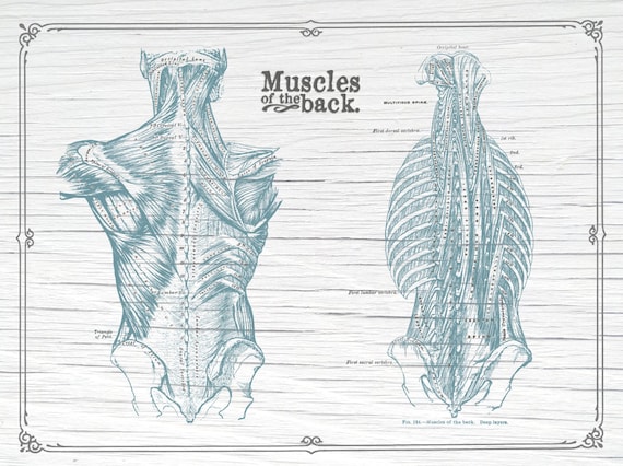Back Muscle Chart